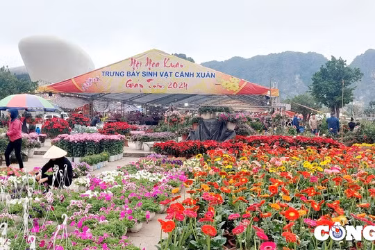 Quảng Ninh: Chợ Hoa xuân Hạ Long nhộn nhịp ngày cuối năm