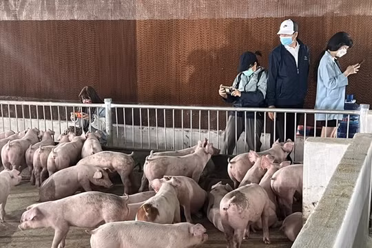Heo ăn chuối liên tục báo lãi, Hoàng Anh Gia Lai (HAG) vẫn thoái vốn khỏi chuỗi thịt heo Bapi