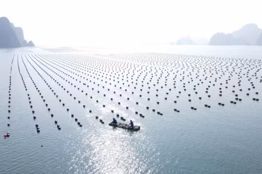 Phát triển bền vững nuôi biển - Nhìn từ Quảng Ninh