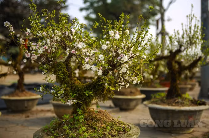Những chậu cây nhất chi mai nở hoa trắng được bày bán trên đường Lê Quang Đạo, khiến cho ai đi qua nơi này đều phải ngước nhìn trầm trồ.