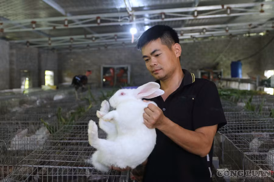 Mô hình nuôi thỏ bán thịt kết hợp du lịch trải nghiệm: Niềm tin của ông chủ trang trại trẻ