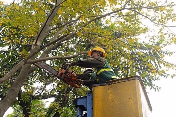 Cắt tỉa cây nhằm giảm thiệt hại do nguy cơ gãy đổ từ cây xanh trong mùa mưa bão năm 2019. Ảnh: TL