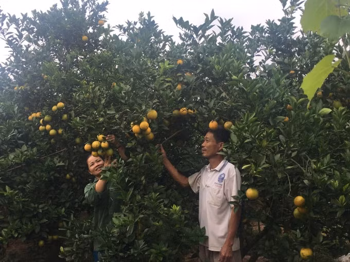 Chủ các nhà vườn đang háo hức đến ngày khai hội. Ảnh: UBND Huyện Lục Ngạn