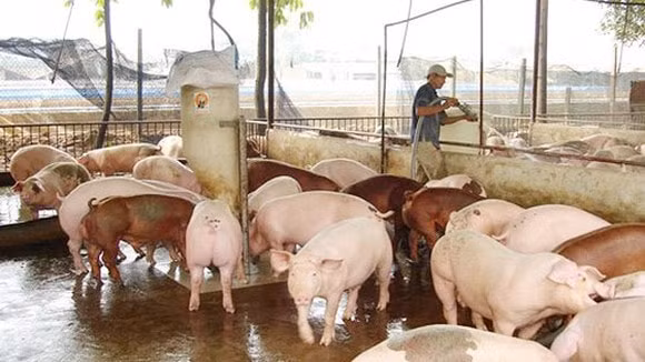 Giá heo hơi hôm nay 30/10 đồng loạt tăng. Ảnh: TL.