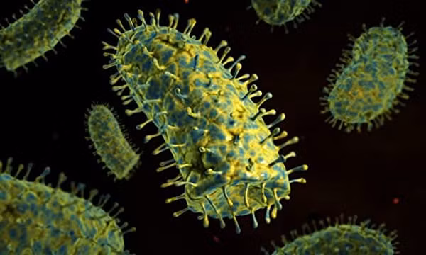 Hình ảnh phóng to của virus dại.