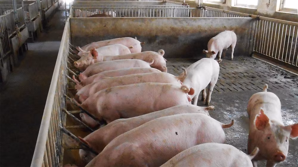 Giá hơi hơi hôm nay 17 11 Thị trường tiếp tục giữ vững mức an toàn đầu tuần