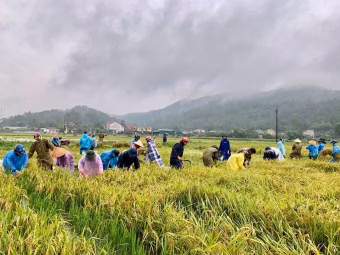 Hơn 100 đoàn viên thanh niên huyện Nghi Xuân (Hà Tĩnh) giúp bà con thôn 5, thôn 6 ở xã Xuân Hồng, huyện Nghi Xuân thu hoạch diện tích lúa còn lại.