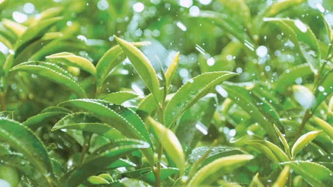 Từ xa xưa trà xanh đã trở thành thức uống yêu thích của người Việt.