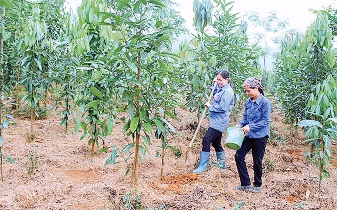 Ngoài chè thì cây quế cũng đang mang lại giá trị lớn cho người dân Định Hóa.