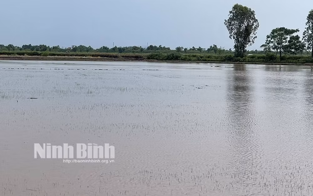 ninh binh khan truong khac phuc hau qua mua ung bao ve san xuat nong nghiep hinh 1