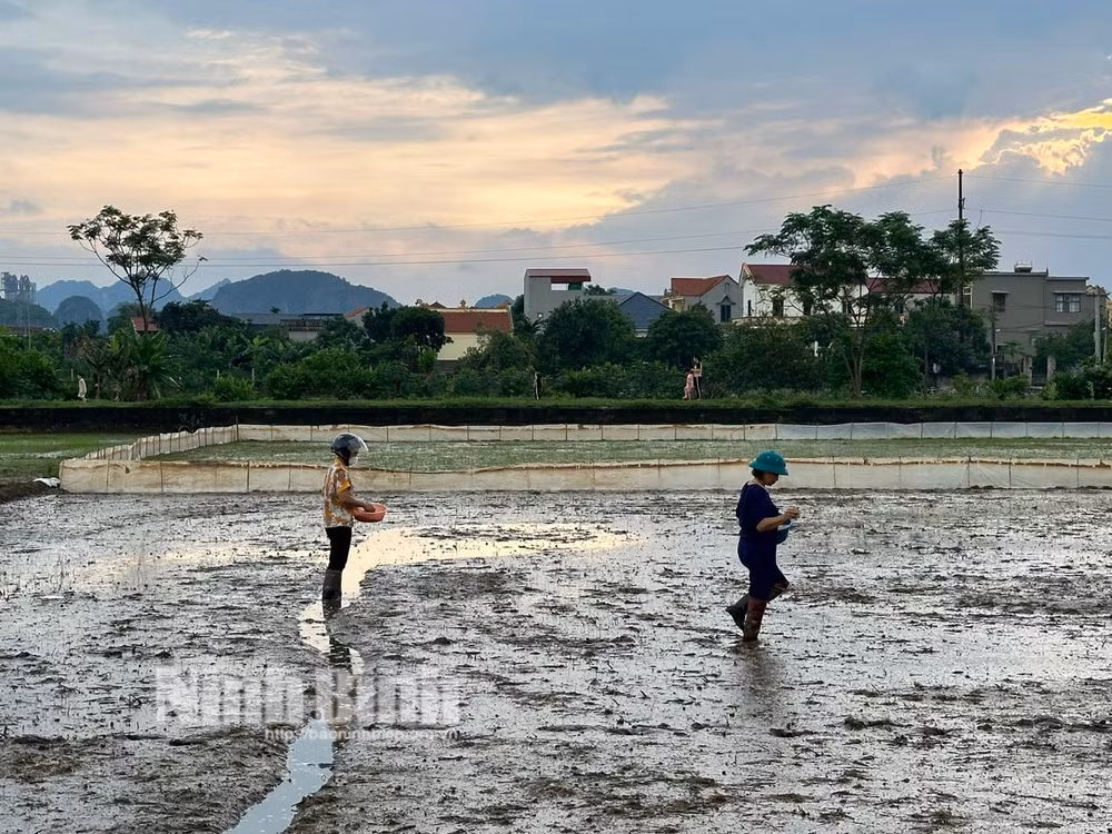 ninh binh khan truong khac phuc dien tich lua bi thiet hai do mua ung hinh 1