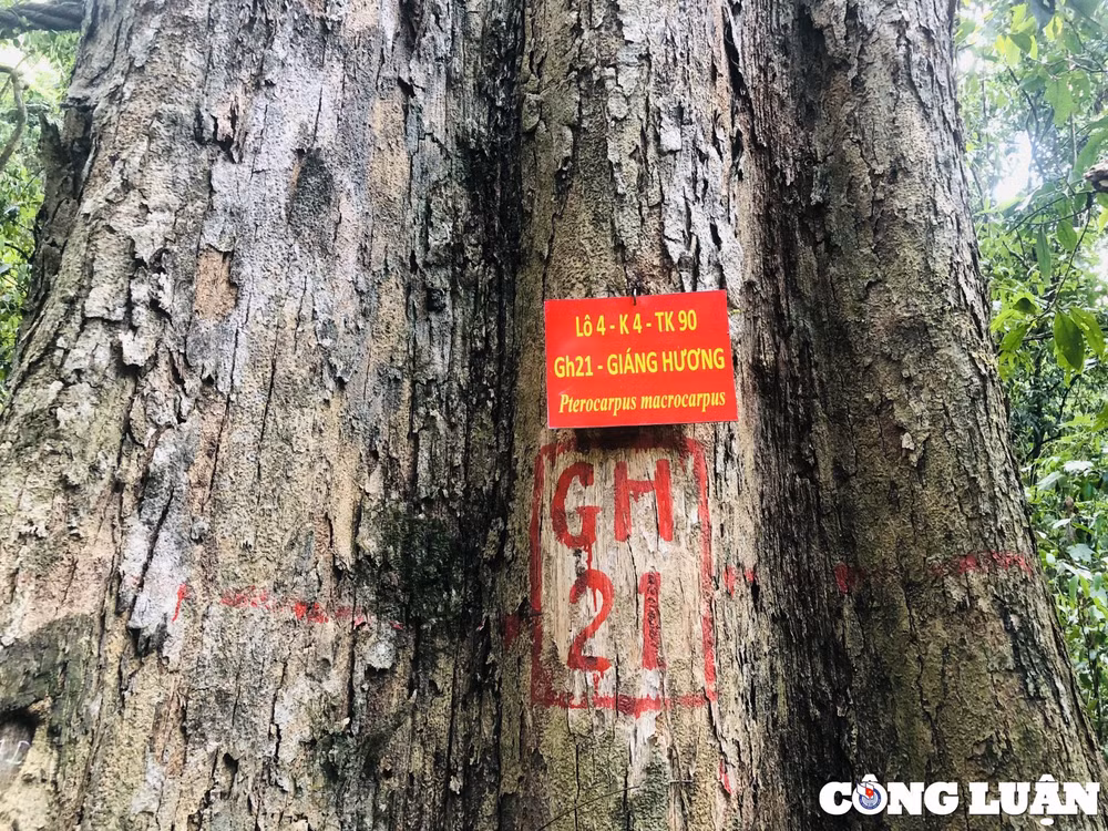 gia lai an ngu giua rung ngay dem canh giu bau vat hinh 6