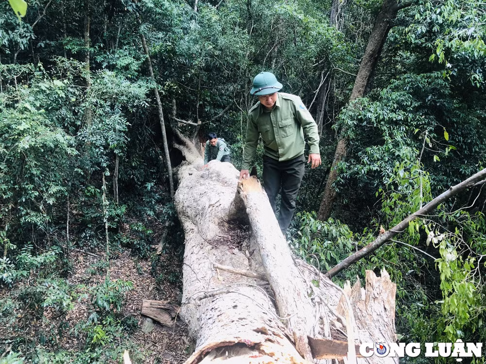gia lai an ngu giua rung ngay dem canh giu bau vat hinh 8