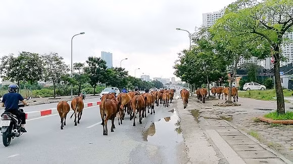 Hà Nội cấm nuôi gia súc, gia cầm trong đô thị. Ảnh: TL.