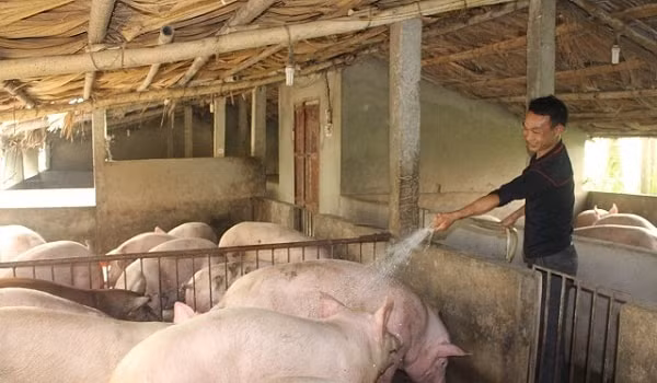 Giá heo hơi đầu tuần tiếp đà tăng nhẹ ở nhiều nơi. Ảnh minh họa.