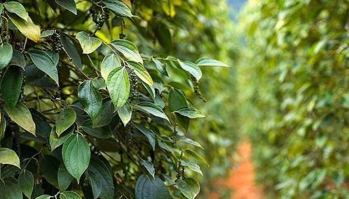 Giá hồ tiêu hôm nay đi ngang. Ảnh: TL.