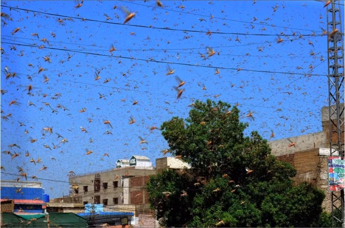 Screenshot_2020-07-04 Photos The Locust Swarms of 2020(3)