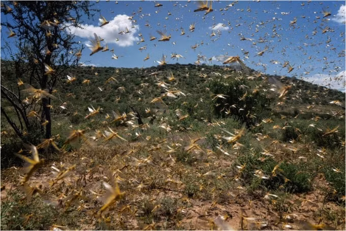 Screenshot_2020-07-04 Photos The Locust Swarms of 2020(6)