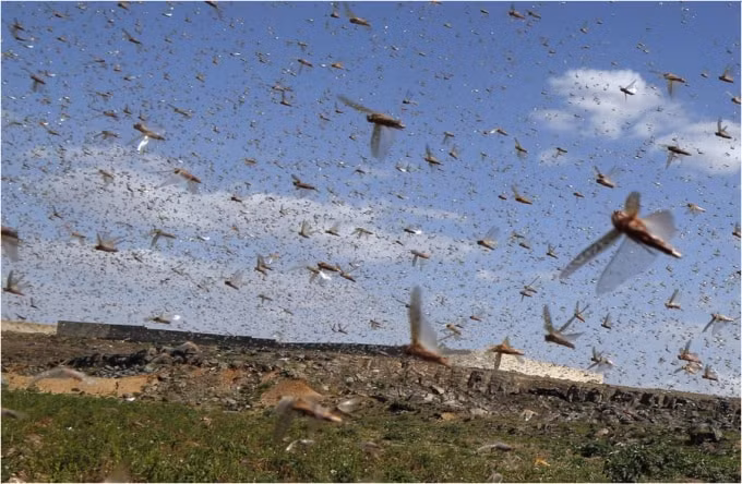 Screenshot_2020-07-04 Photos The Locust Swarms of 2020(14)