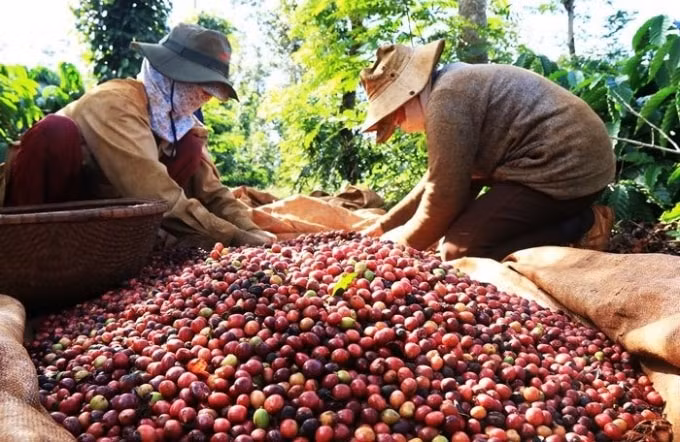 Giá cà phê hôm nay 1/7 tăng 200 đồng/kg. Ảnh minh họa.