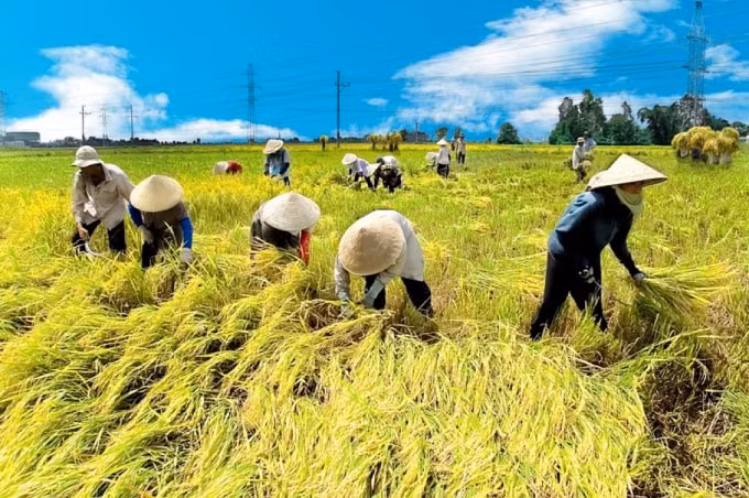 An ninh lương thực là vấn đề trọng đại của đất nước trước mắt cũng như lâu dài. Ảnh: internet