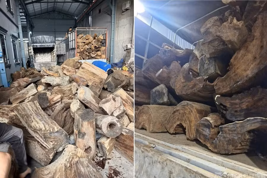 Hưng Yên: Khởi tố nhóm đối tượng buôn bán trái phép gỗ Sa mu dầu