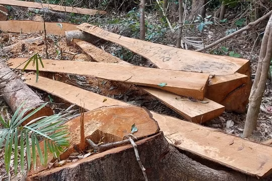 Gia Lai: Khởi tố vụ phá rừng tại huyện Đăk Pơ