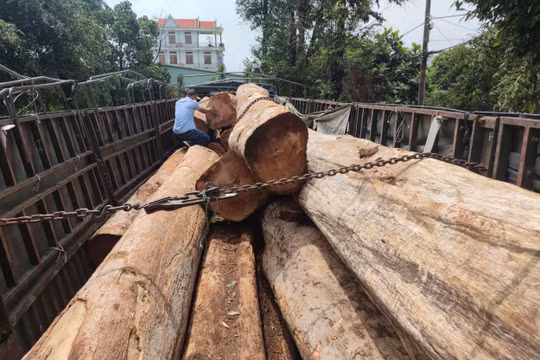 Vụ vận chuyển gỗ lậu quy mô lớn ở Gia Lai: Khởi tố vụ án, bắt giữ nhiều đối tượng