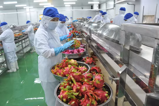 Khoảng 7,2 triệu tấn trái cây cần tiêu thụ trong 7 tháng cuối năm