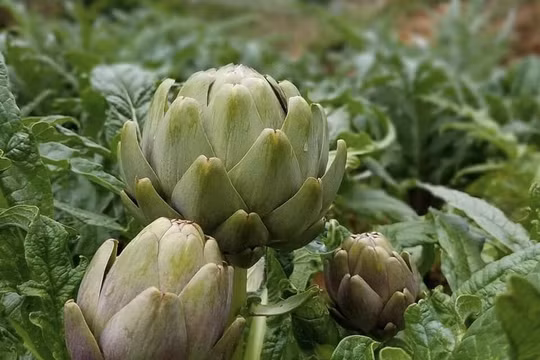 Hoa Atiso xanh hút khách, giá 200 nghìn đồng/kg vẫn không đủ hàng bán