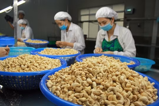 Ngành điều cần hướng đến sản xuất xanh