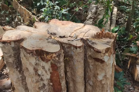 Vụ lâm tặc "xẻ thịt" 150 cây gỗ ở Gia Lai: Khởi tố vụ án, chuyển hồ sơ sang Công an