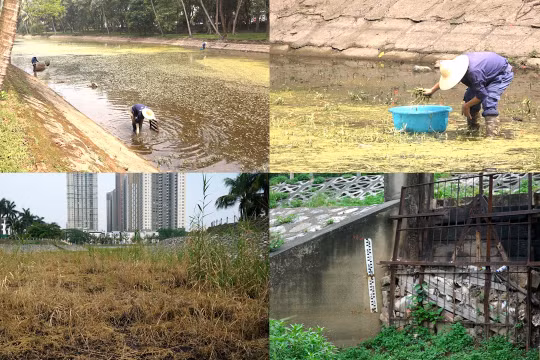 Hà Nội: Xuất hiện nhiều hồ cạn trơ đáy, công nhân hàng ngày đi bộ xuống lòng hồ nhổ cỏ