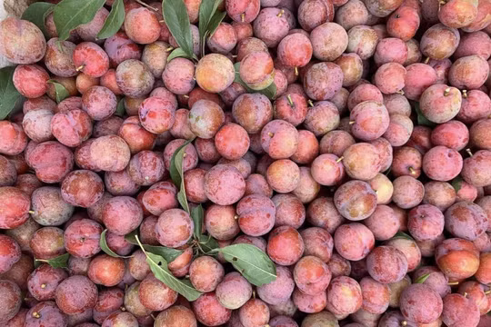 Mận hậu đầu mùa đắt đỏ, giá vài trăm nghìn đồng/kg nhưng vẫn ‘cháy’ hàng