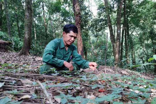 Kon Tum: 63 hộ trồng sâm Ngọc Linh được khoanh nợ 3,6 tỷ đồng
