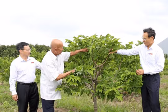 Nguồn vốn Agribank chắp cánh cho những ước mơ lớn của người nông dân