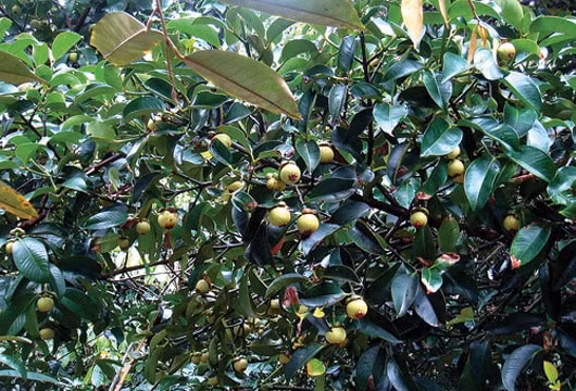 Làm mới sản phẩm du lịch để thu hút du khách ở Bà Rịa - Vũng Tàu