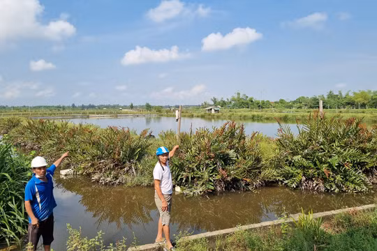 Lộc Hà (Hà Tĩnh): “Dài cổ” chờ kết luận thanh tra vụ xã cho thuê đất trái thẩm quyền ở Thạch Mỹ