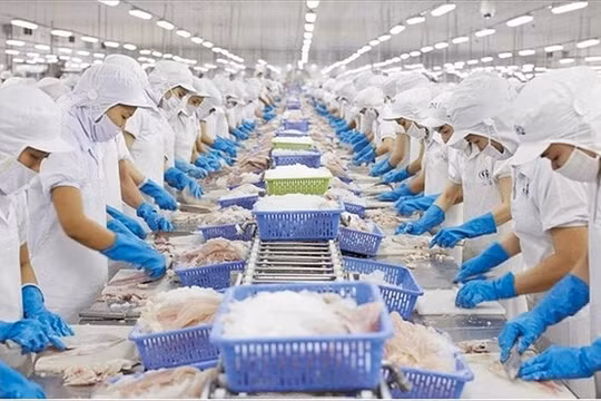 Xuất khẩu cá tra kỳ vọng phục hồi nhờ Mỹ và Trung Quốc