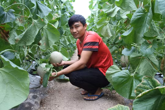 Gia Lai: Nông dân vùng khó thu nhập khủng nhờ bắt tay làm nông nghiệp công nghệ cao