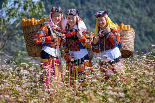Mùa hoa tam giác mạch - sức hút cao nguyên đá