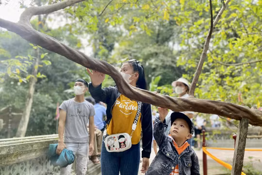Du khách tò mò trải nghiệm cây ổi biết "cười"