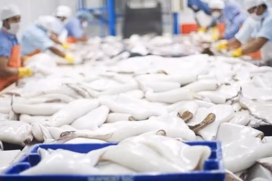 Xuất khẩu mực, bạch tuộc năm 2023 dự kiến tăng 15%
