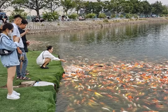 Kiểm điểm rút kinh nghiệm trong việc phải di chuyển hơn 8 tấn cá koi hồ Đầm Đông