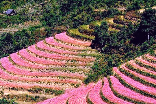 Lễ hội hoa Tam giác mạch Hà Giang đón hơn 58 nghìn lượt khách du lịch
