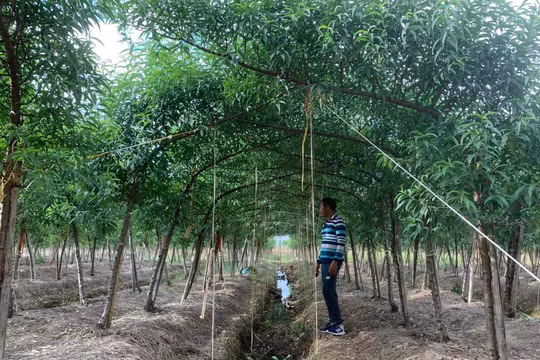 Các vườn đào tất bật chăm sóc cây, chuẩn bị phục vụ Tết