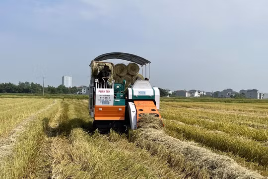Kiếm tiền triệu từ gom rơm, rạ bằng máy trên các cánh đồng