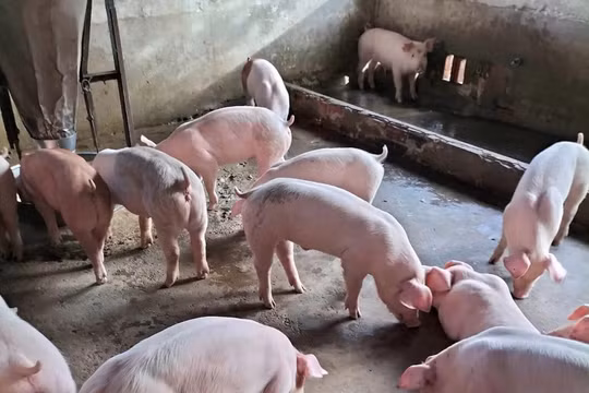 Giá lợn hơi tăng mạnh, người chăn nuôi chưa mạnh dạn tái đàn