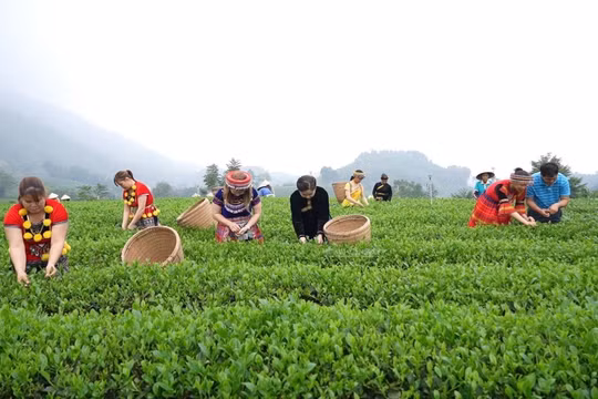 Hấp dẫn mùa Du lịch Thái Nguyên năm 2023