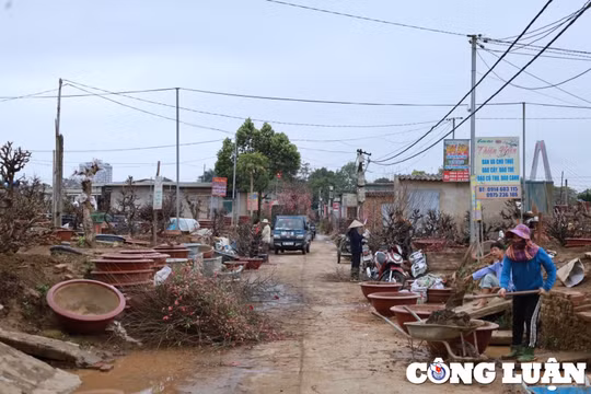 Dịch vụ chăm sóc đào cảnh sau Tết đắt khách